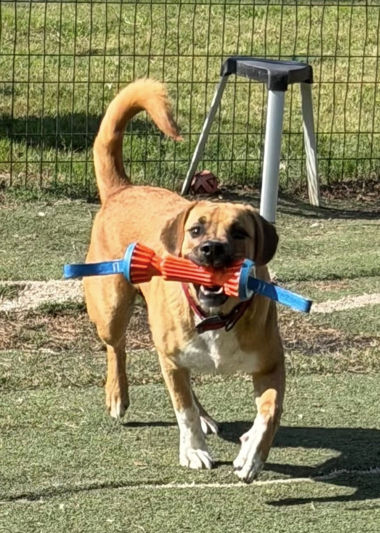 Herc